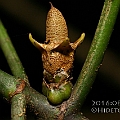 Ceriops decandra (pseudodecandra)